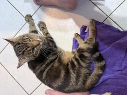 Found/Stray Female Cat last seen By the golf course on Bannockburn in Temple Terrace, Temple Terrace, FL 33617