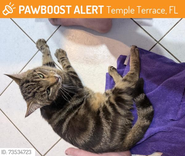Found/Stray Female Cat last seen By the golf course on Bannockburn in Temple Terrace, Temple Terrace, FL 33617