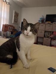 Reunited Male Cat last seen Fountain /Marlboro, East Ridge, TN 37412