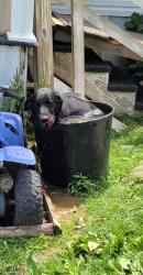 Lost Male Dog last seen Crossroads, church hill, Russell County, VA 24266