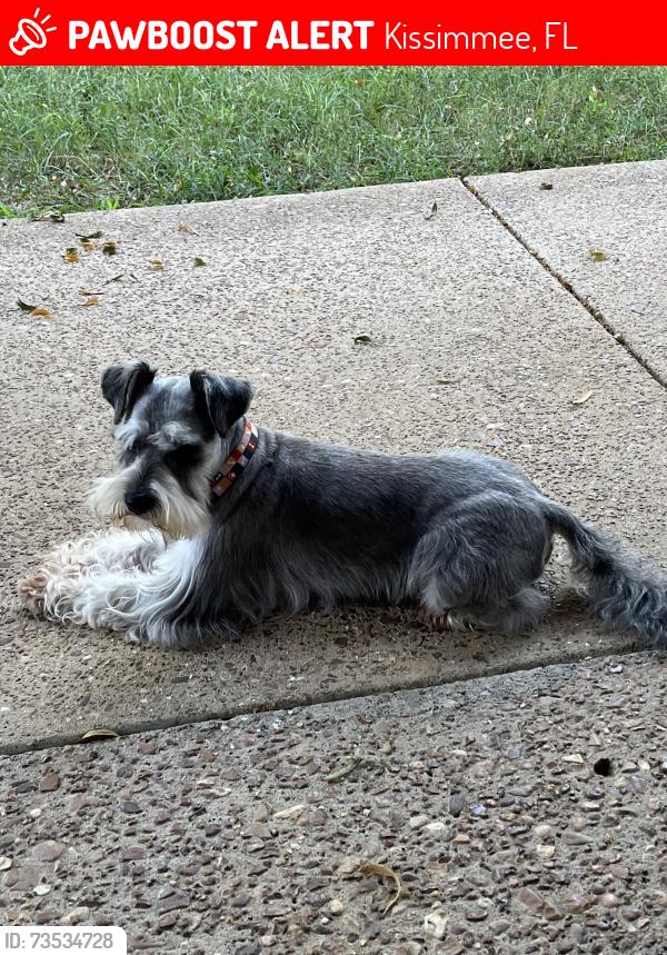 Lost Female Dog last seen The Oaks and Shingle Creek, Kissimmee, FL 34746