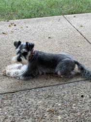 Lost Female Dog last seen The Oaks and Shingle Creek, Kissimmee, FL 34746