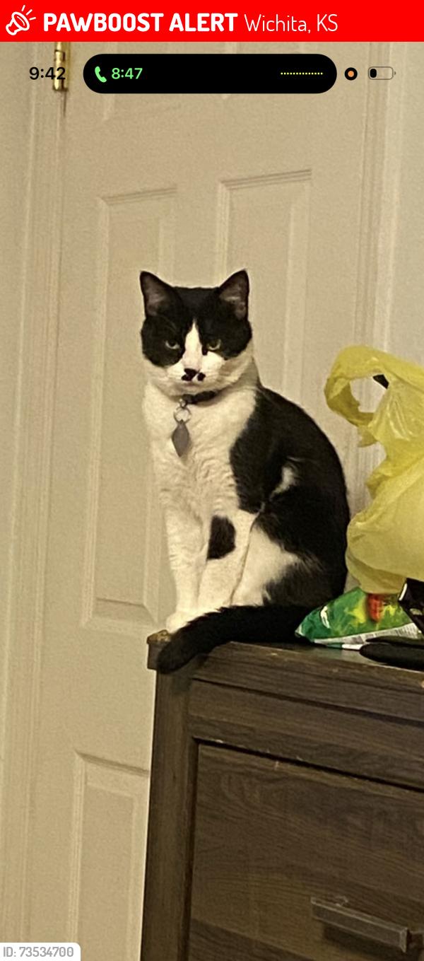 Lost Female Cat last seen The next car accross the street on seneca and marlboro, Wichita, KS 67217