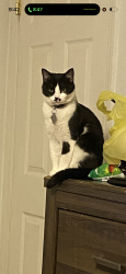 Lost Female Cat last seen The next car accross the street on seneca and marlboro, Wichita, KS 67217