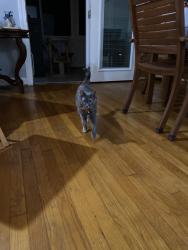 Reunited Female Cat last seen Hogan Court and Palmer Way, Wilmington, NC 28412