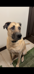 Reunited Male Dog last seen Jensen Ave S, Cottage Grove, MN 55016