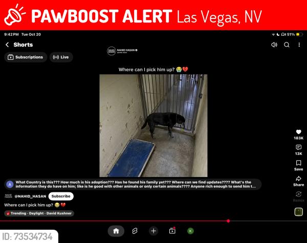 Lost Male Dog last seen Maple spring, Las Vegas, NV 89119