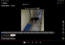Lost Male Dog last seen Maple spring, Las Vegas, NV 89119