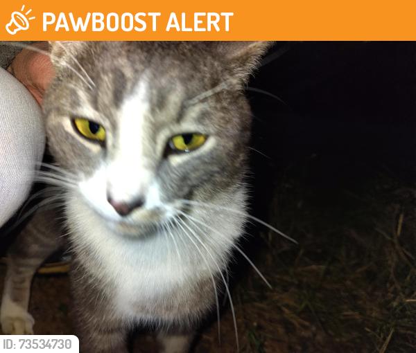 Found/Stray Male Cat last seen S Olsen Rd, Clackamas County, OR 97017