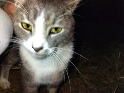 Found/Stray Male Cat last seen S Olsen Rd, Clackamas County, OR 97017