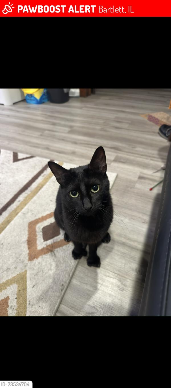 Lost Female Cat last seen Belmont ln and Normandy Ln, Bartlett, IL 60103