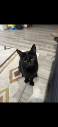 Lost Female Cat last seen Belmont ln and Normandy Ln, Bartlett, IL 60103
