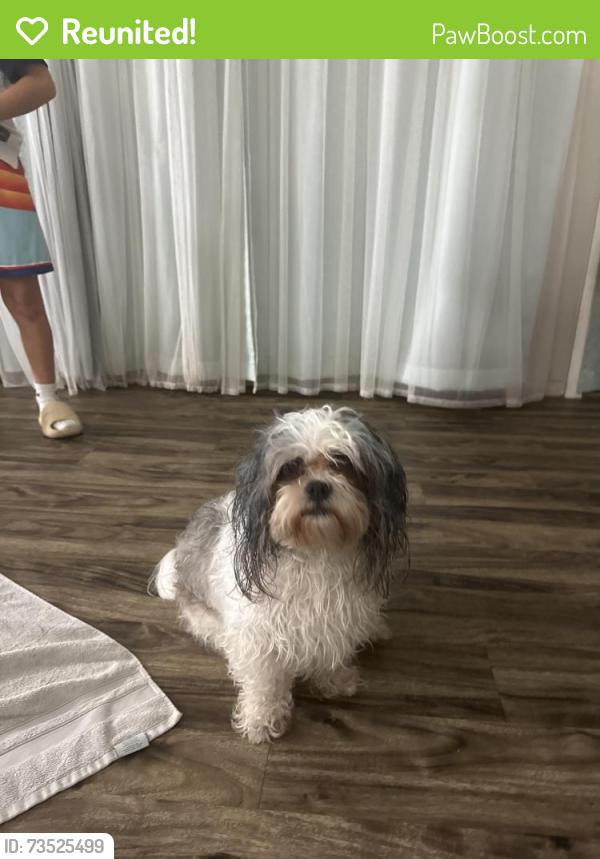 Reunited Male Dog last seen Near University and Tanglewood, Odessa, TX 79761