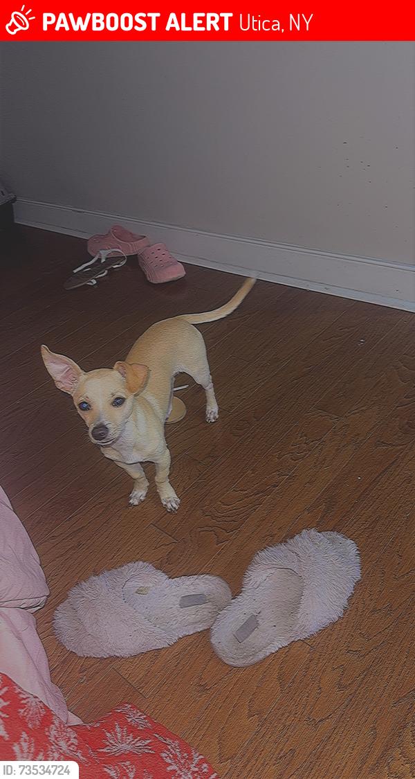 Lost Male Dog last seen Court and Lenox, Utica, NY 13502
