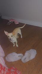 Lost Male Dog last seen Court and Lenox, Utica, NY 13502