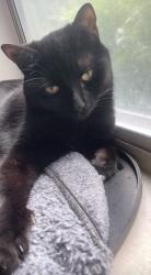 Lost Female Cat last seen Orchard hill, Oxford, MA 01540