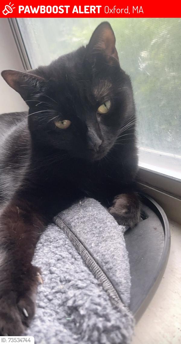 Lost Female Cat last seen Orchard hill, Oxford, MA 01540
