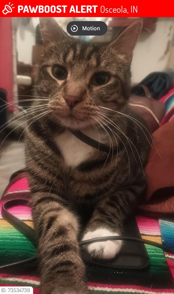 Lost Male Cat last seen Star rd and Lawndale st, Osceola, IN 46561