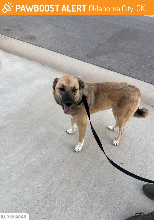 Found/Stray Male Dog last seen Robertson landing, Oklahoma City, OK 73099