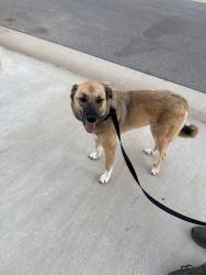Found/Stray Male Dog last seen Robertson landing, Oklahoma City, OK 73099