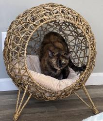Lost Female Cat last seen Temperance Road and Lewis Avenue, Temperance, MI 48182