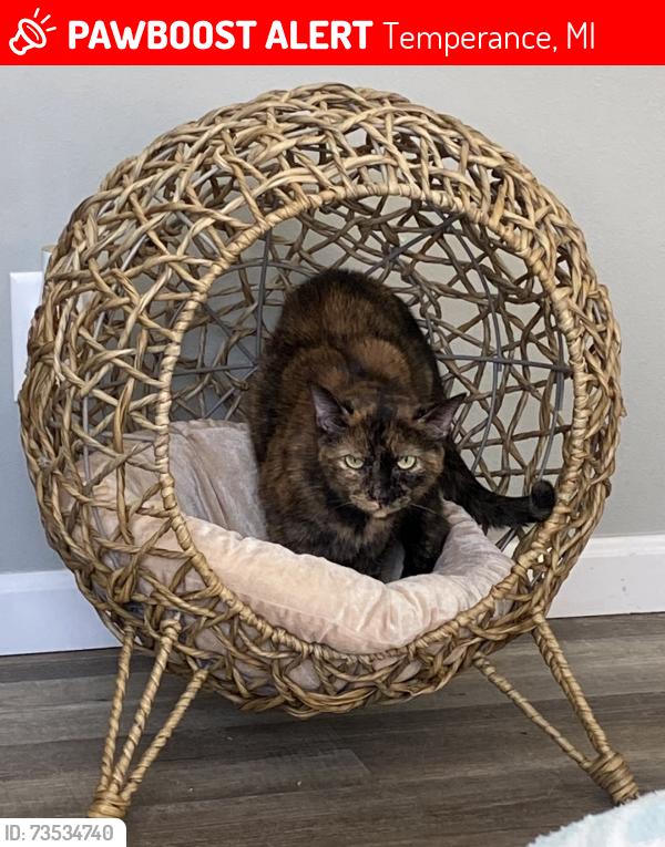 Lost Female Cat last seen Temperance Road and Lewis Avenue, Temperance, MI 48182