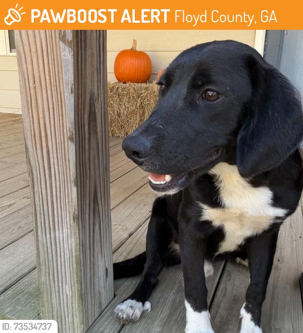 Found/Stray Male Dog last seen Mcgee Bend Road, Floyd County, GA 30129