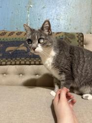 Reunited Unknown Cat last seen Pointe park, Cheyenne, WY 82009