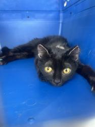 Lost Female Cat last seen west 33rd street near faith baptist church if you’re standing in front of the church and you take a left, Covington, KY 41015