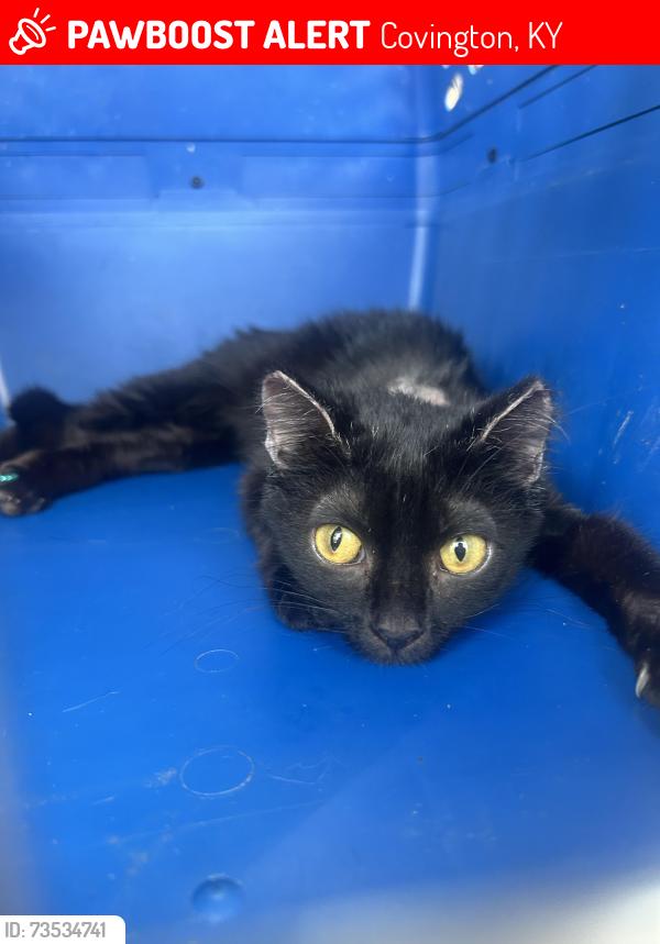 Lost Female Cat last seen west 33rd street near faith baptist church if you’re standing in front of the church and you take a left, Covington, KY 41015