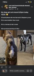 Lost Male Dog last seen Mayberry, Hemet, CA 92543