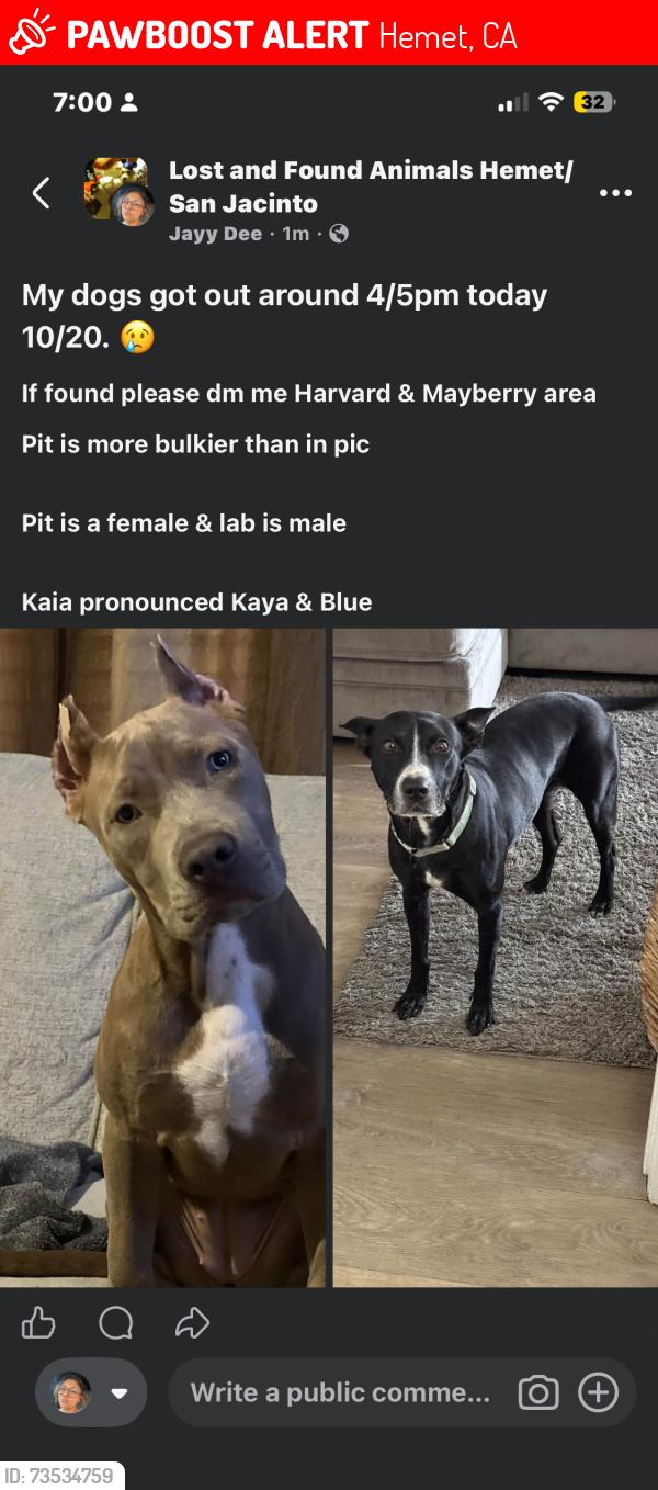Lost Male Dog last seen Mayberry, Hemet, CA 92543