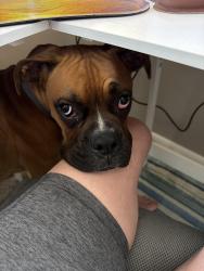 Reunited Male Dog last seen Clara dr, Trenton, OH 45067