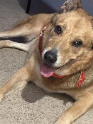 Reunited Female Dog last seen Sw homeland rd, Port St. Lucie, FL 34953