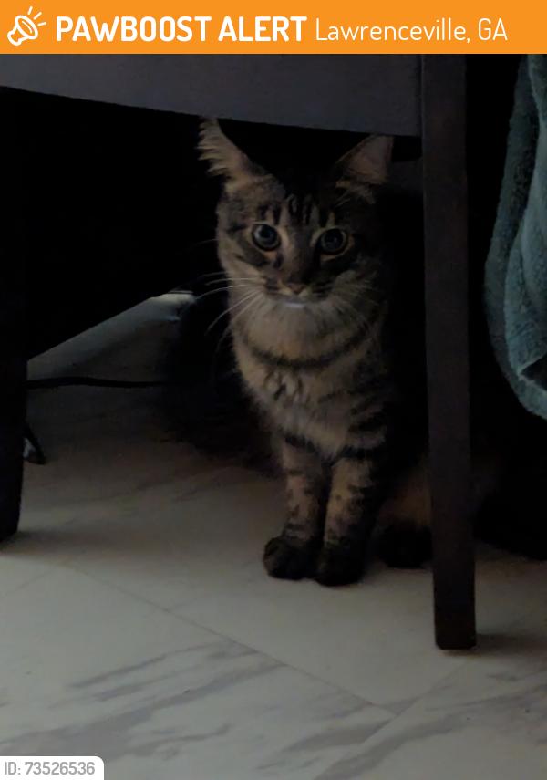Found/Stray Female Cat last seen Slew Ave., near Cedar Dr., Lawrenceville, GA 30043