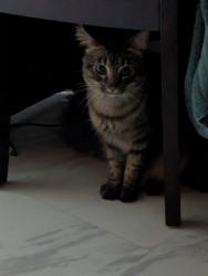 Found/Stray Female Cat last seen Slew Ave., near Cedar Dr., Lawrenceville, GA 30043
