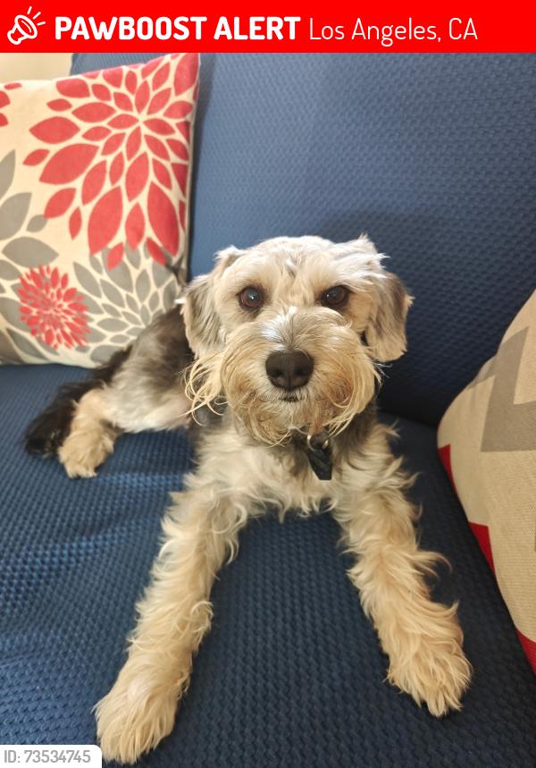 Lost Male Dog last seen Olympic and Norton Ave, Los Angeles, CA 90019