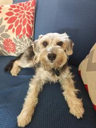 Lost Male Dog last seen Olympic and Norton Ave, Los Angeles, CA 90019