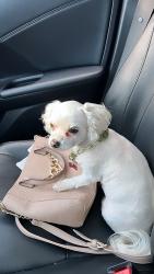 Lost Female Dog last seen Comton ave & manchester, Los Angeles, CA 90002