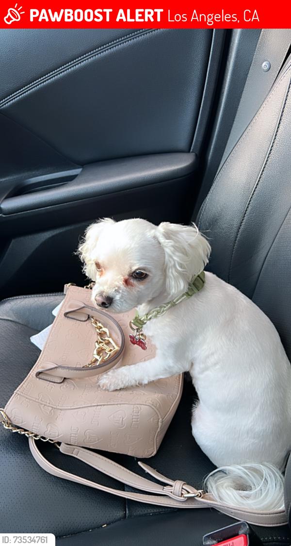 Lost Female Dog last seen Comton ave & manchester, Los Angeles, CA 90002