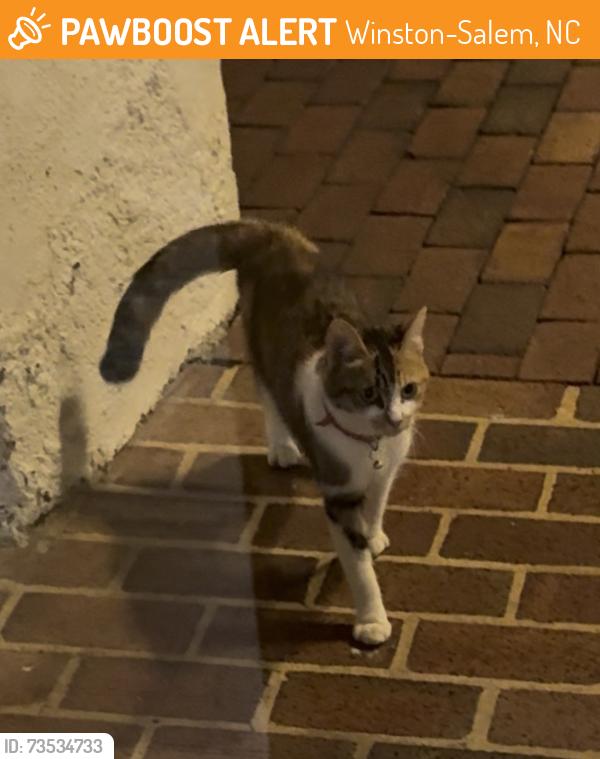 Found/Stray Female Cat last seen Historic Brookstown inn, Winston-Salem, NC 27101