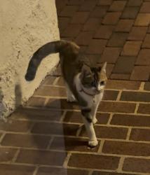 Found/Stray Female Cat last seen Historic Brookstown inn, Winston-Salem, NC 27101