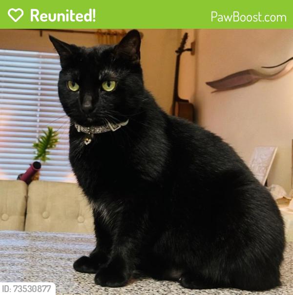 Reunited Female Cat last seen Mallery Street, St. Simons Island, GA 31522