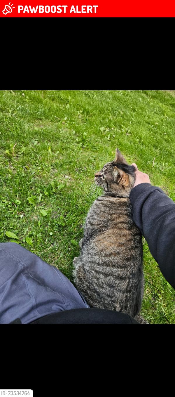 Lost Male Cat last seen Randolph and Northwood, Greater London, England 