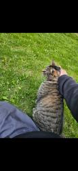 Lost Male Cat last seen Randolph and Northwood, Greater London, England 