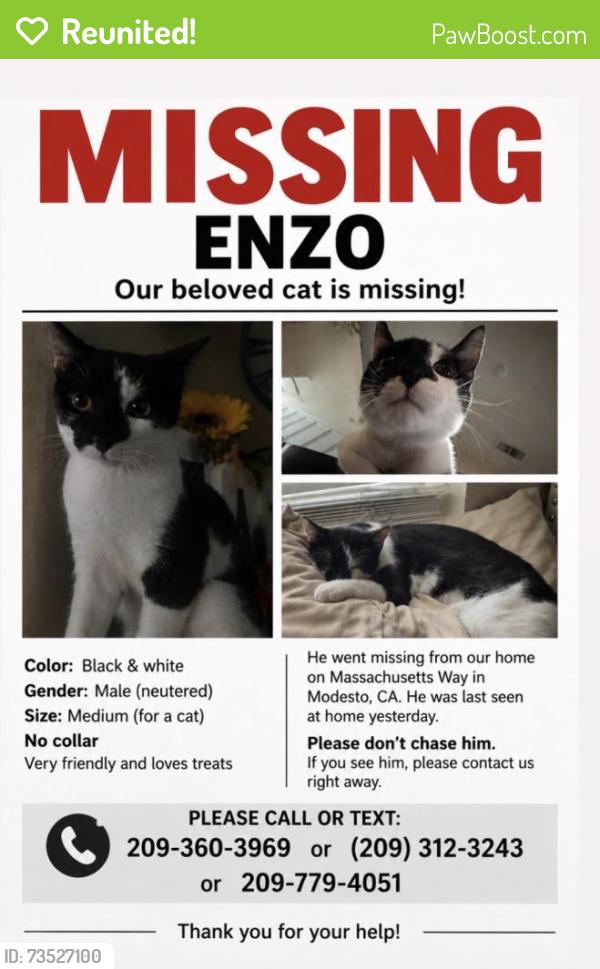 Reunited Male Cat last seen Near massachusetts way, Modesto, CA 95355