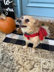 Reunited Male Dog last seen Forest Ridge & Cummings, Bedford, TX 76021