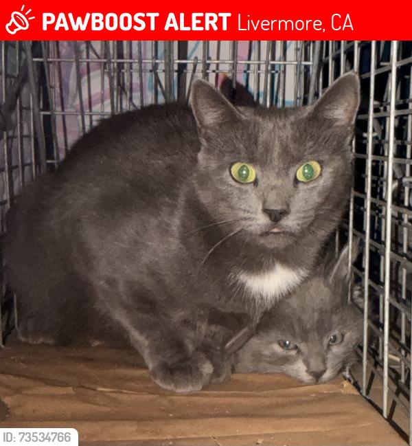 Lost Female Cat last seen Heligan Ln and Burbank Ave, Livermore, CA 94551