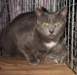 Lost Female Cat last seen Heligan Ln and Burbank Ave, Livermore, CA 94551
