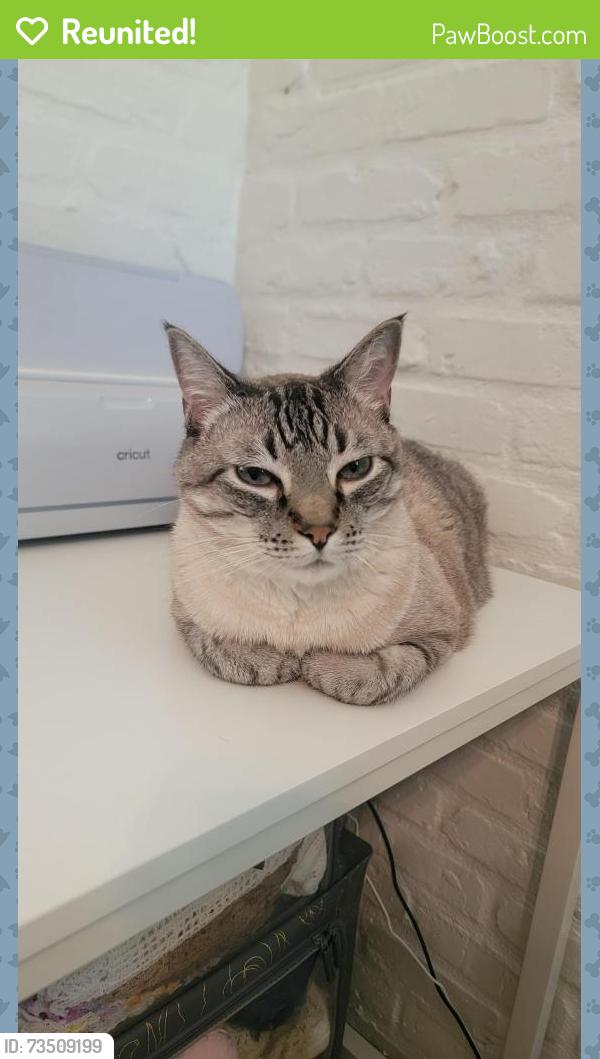Reunited Male Cat last seen Hagerstown, City of St. George, LA 70817